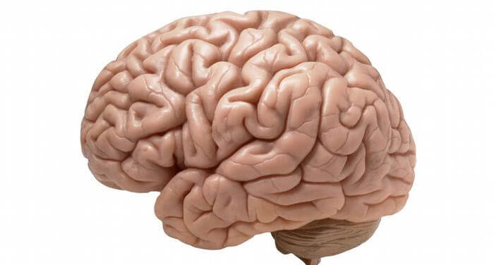 مغز,درمورد مغز,عکس از مغز